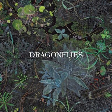Dragonflies - Dragonflies